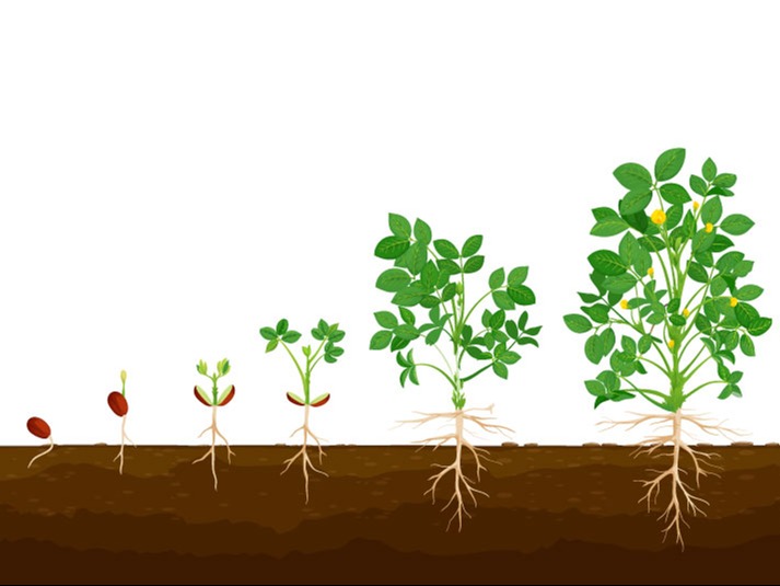 Crop Solution