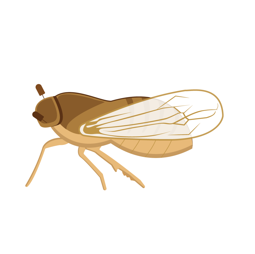 Insecticide