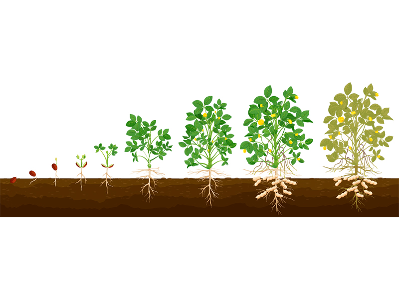 Crop Solution