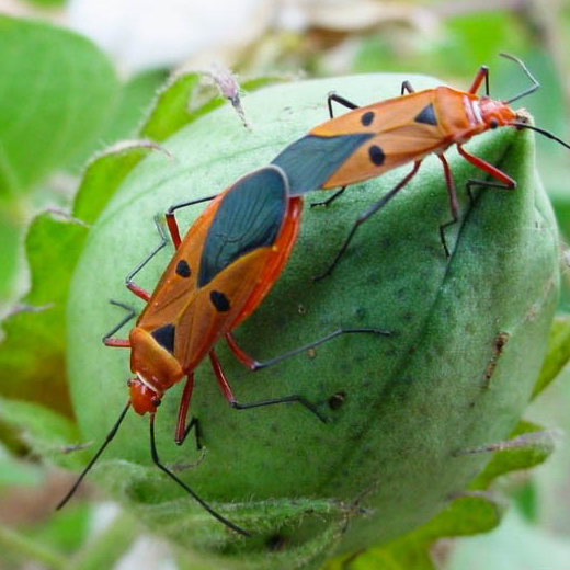 Red cotton bug