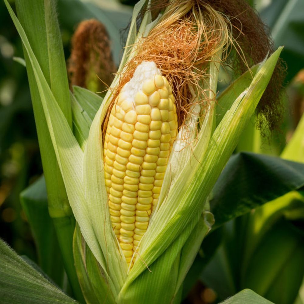 Maize (Corn) Solution