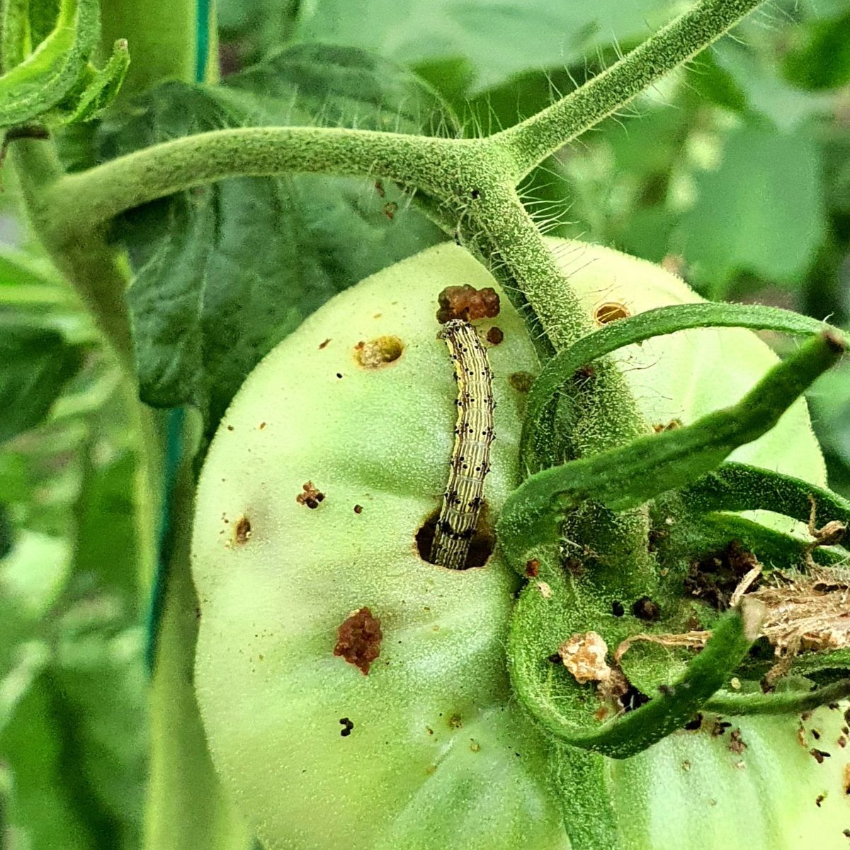 Tomato Fruit Borer