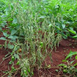 Bacterial Wilt