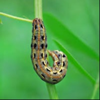 Tobacco Cutworm