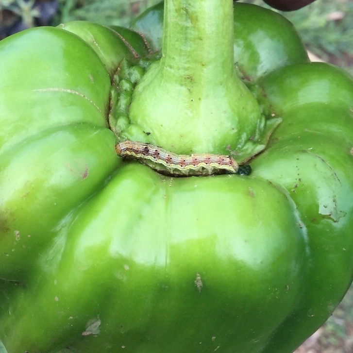Gram Caterpillar