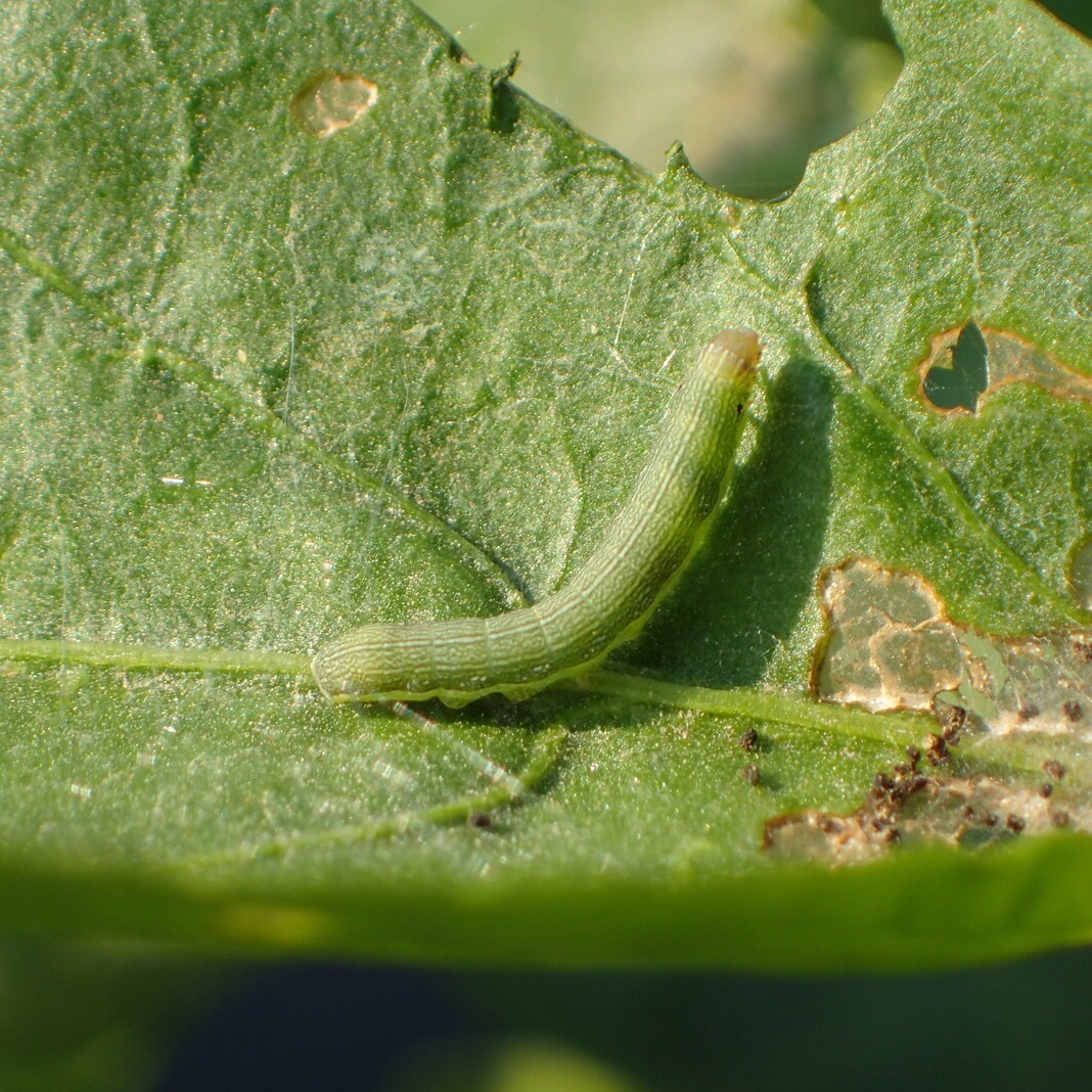 Beet Armyworm