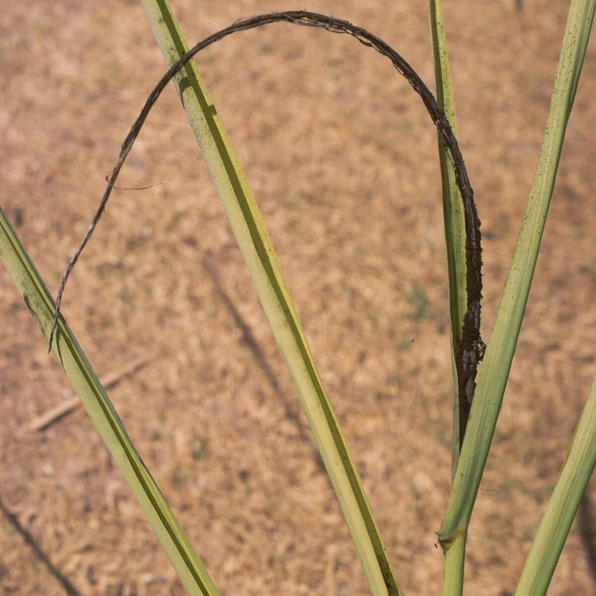 Sugarcane Whip Smut