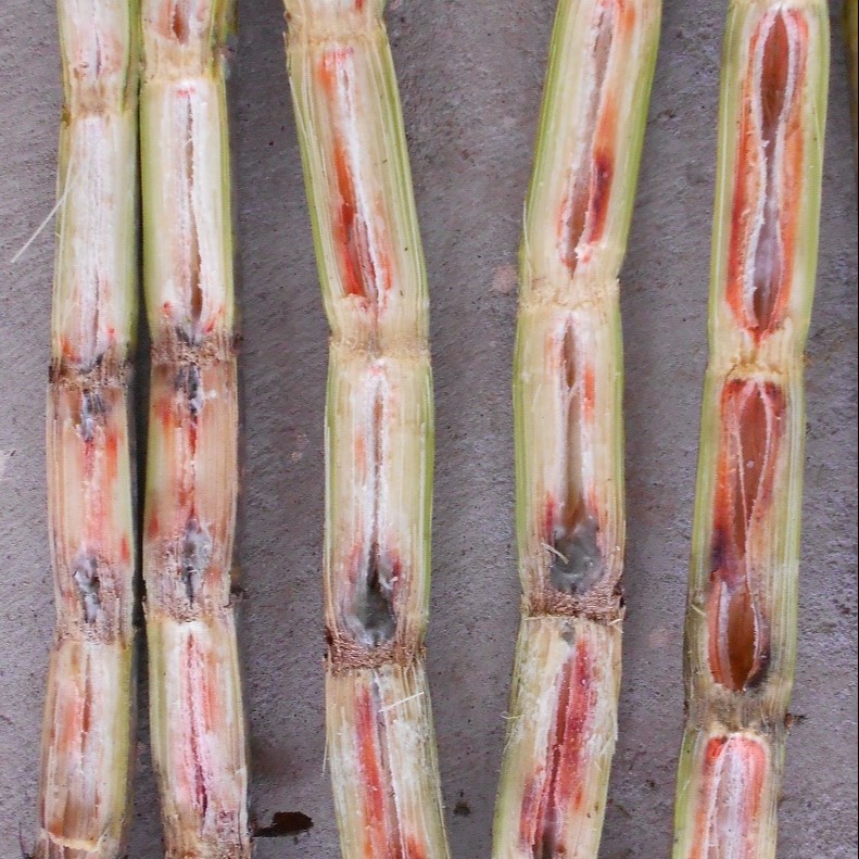 Red Rot