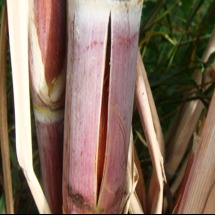 Sugarcane wilt