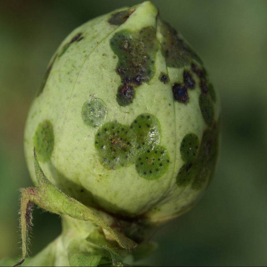 Angular leaf spot/ Bacterial blight
