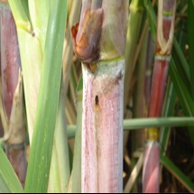 Spotted borer/ Internode Borer