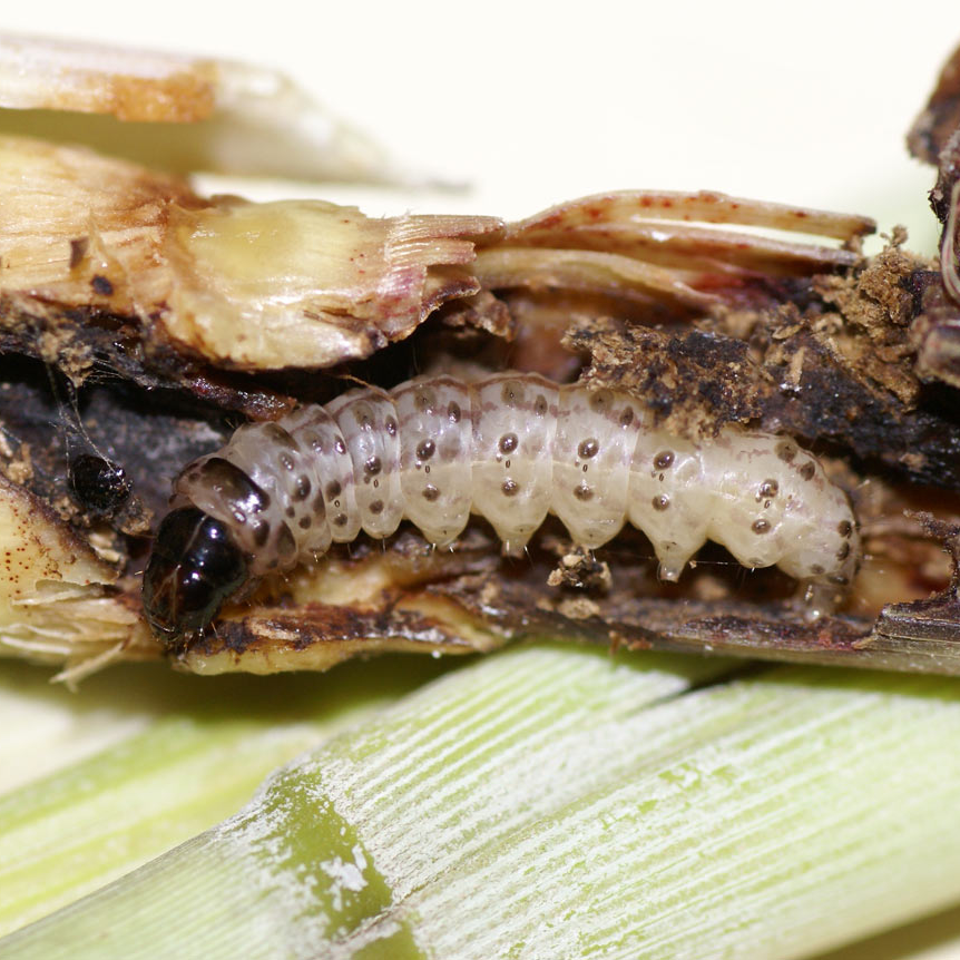 Early Shoot Borer/ Yellow top borer