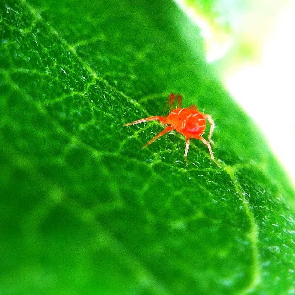 Red spider mite/ Broad mite