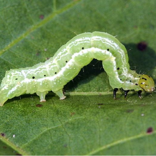 Cotton Semi-looper