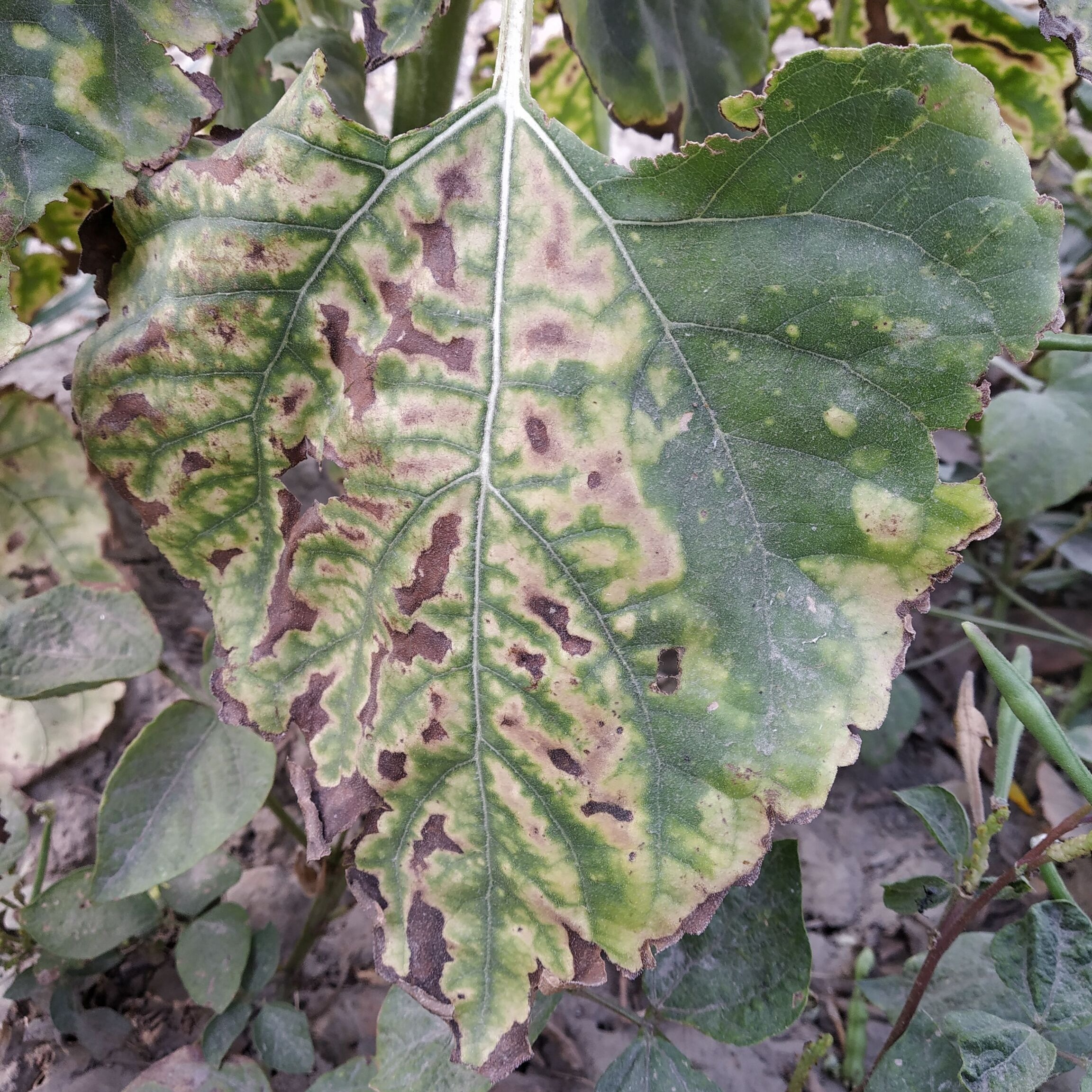 Alternaria leaf blight of Sunflower