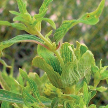 Sesamum Phyllody