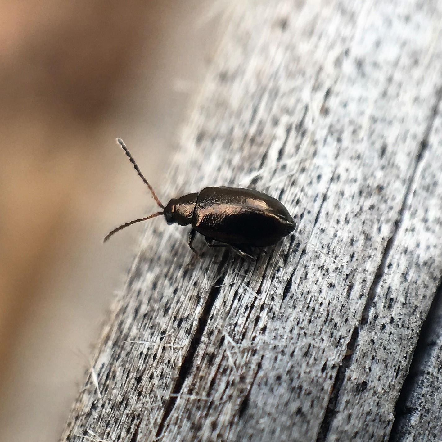 Sesamum Black Beetle