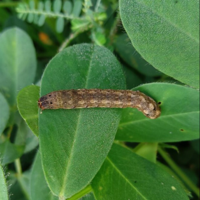 Tobacco Caterpillar