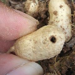 Gram Pod Borer