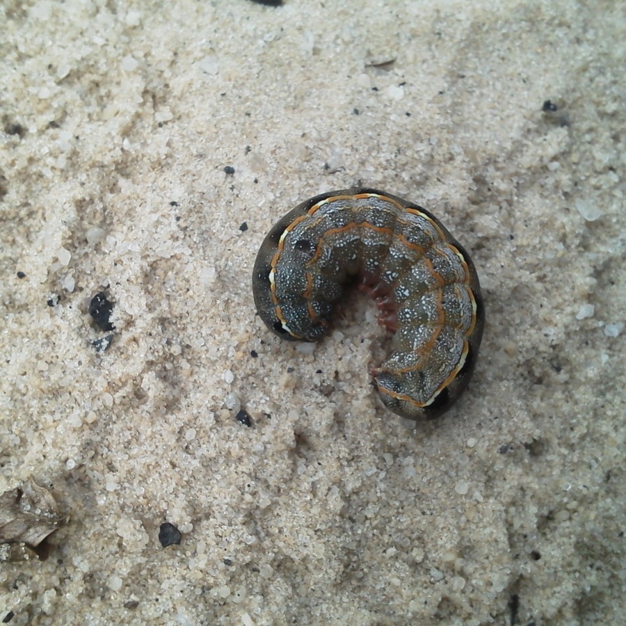 Common Cutworm