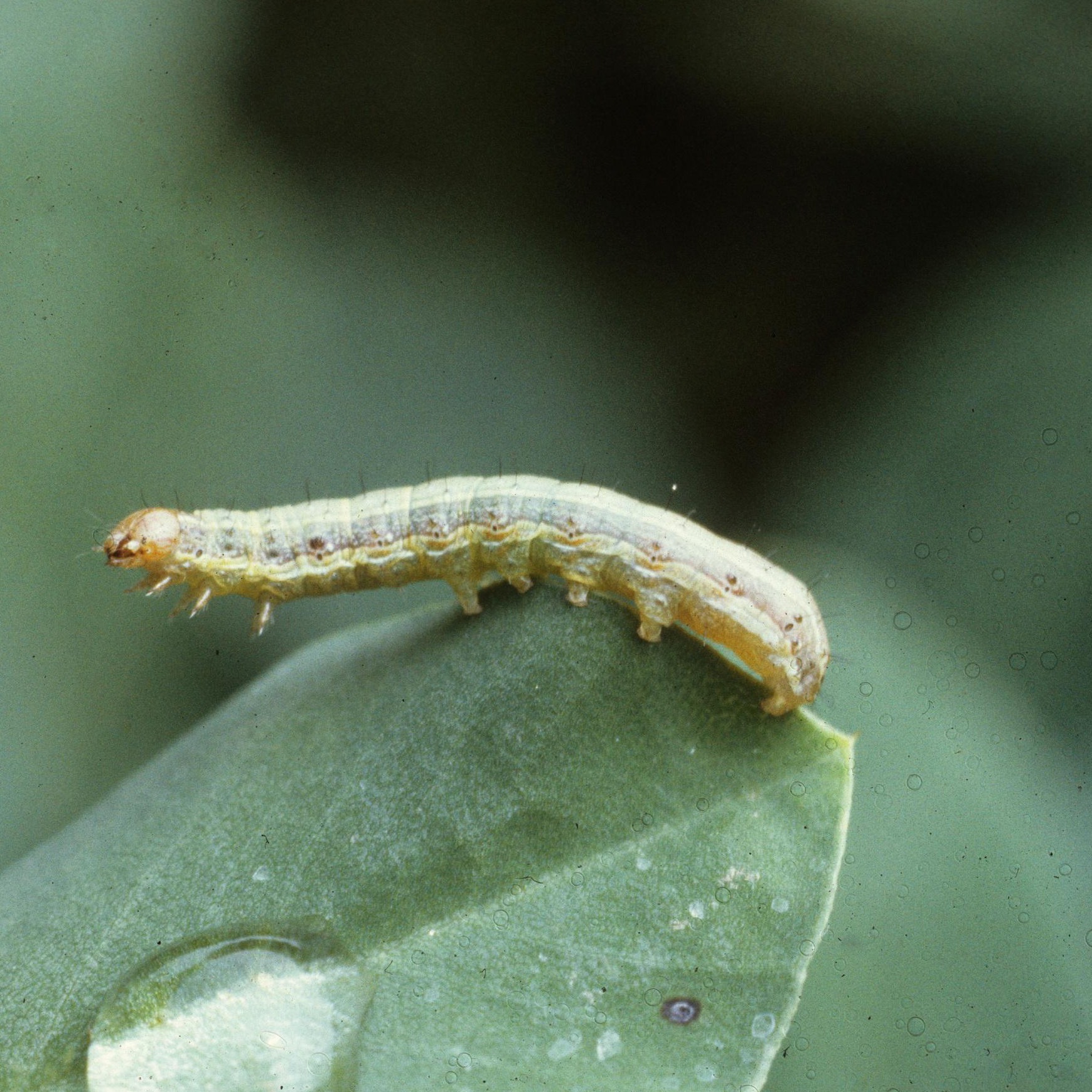 Beet Armyworm