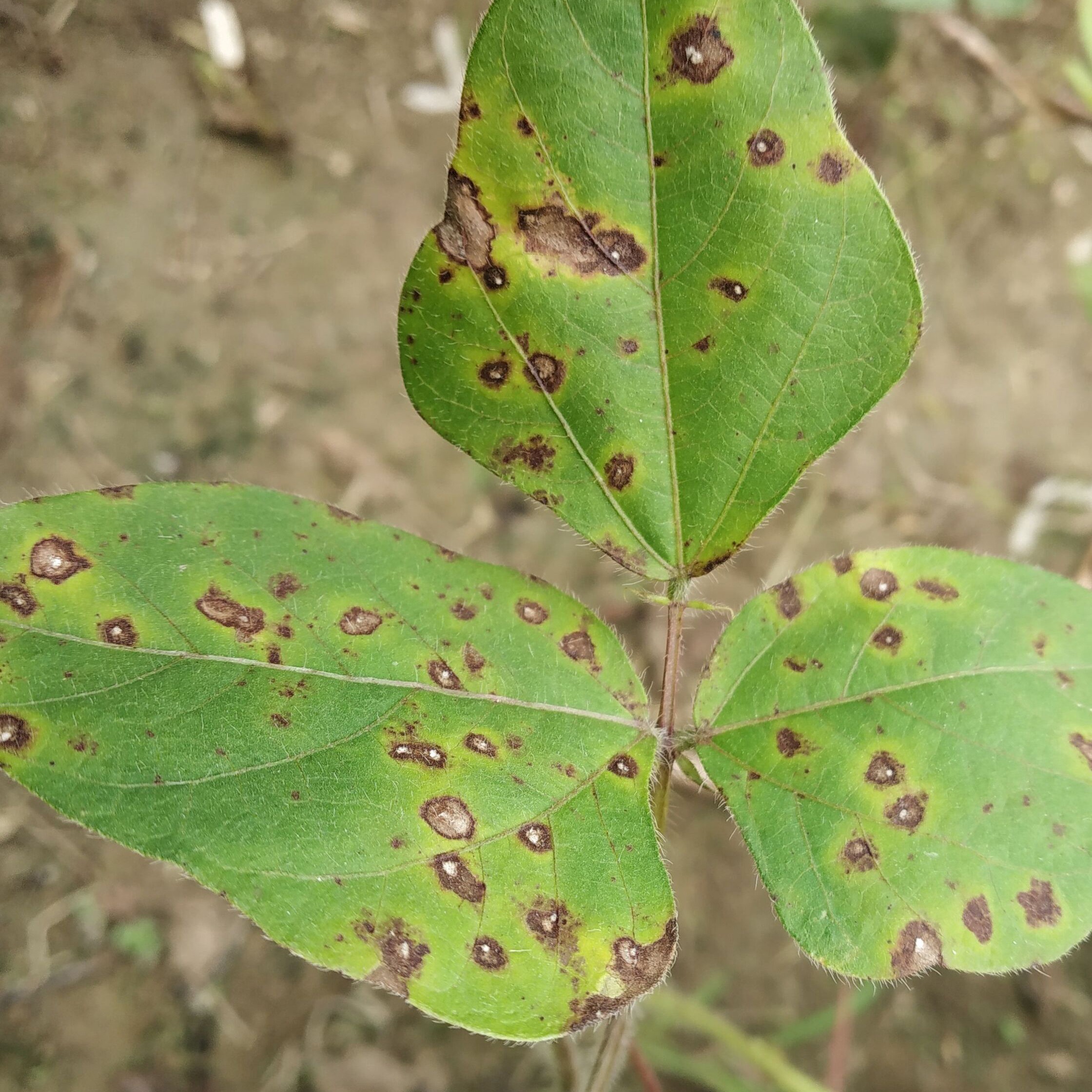 Cercospora leaf spot