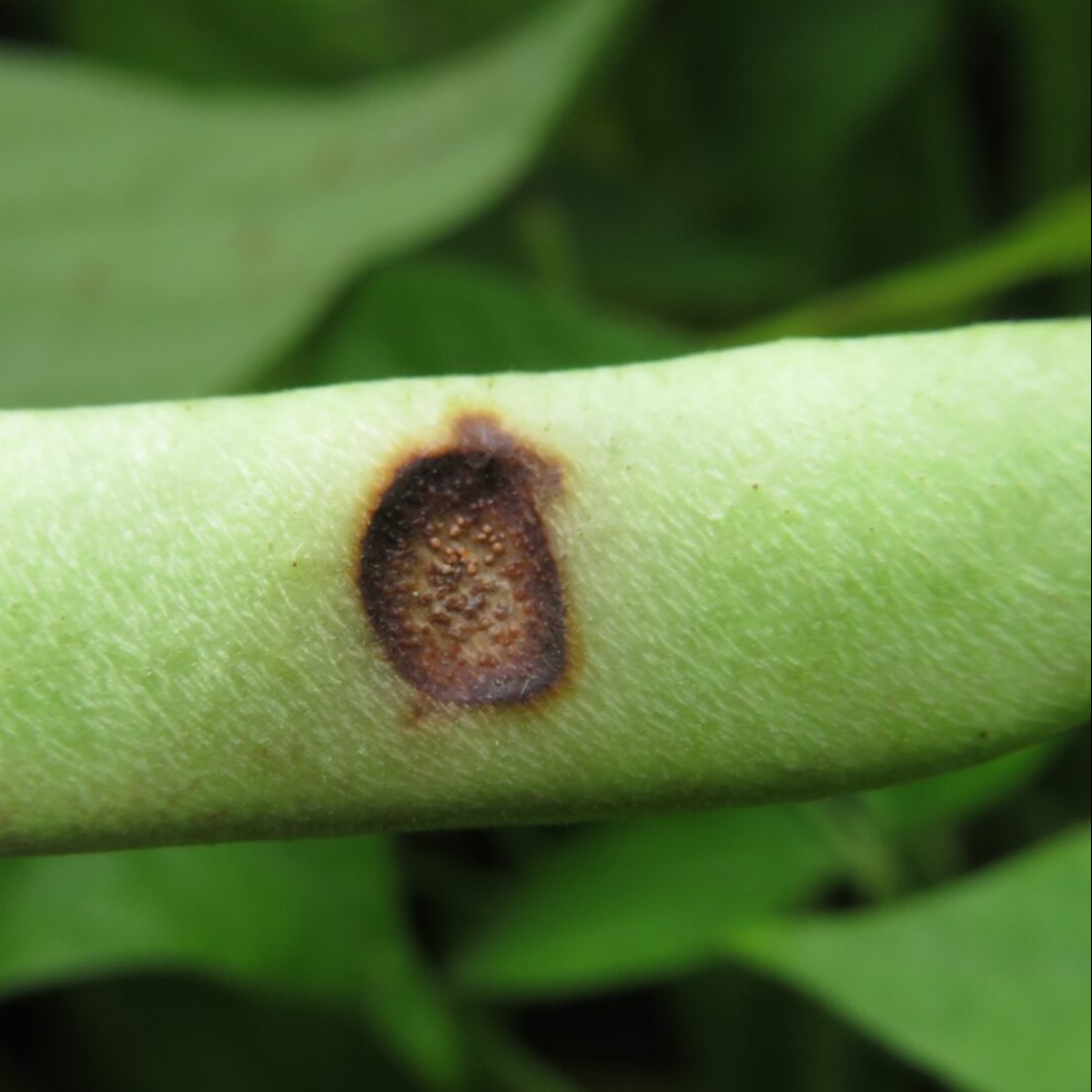 Anthracnose