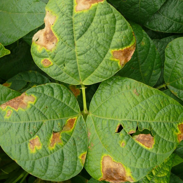 Bacterial leaf blight