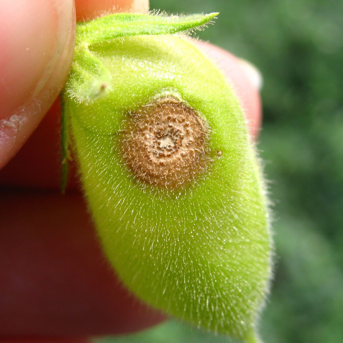 Ascochyta blight
