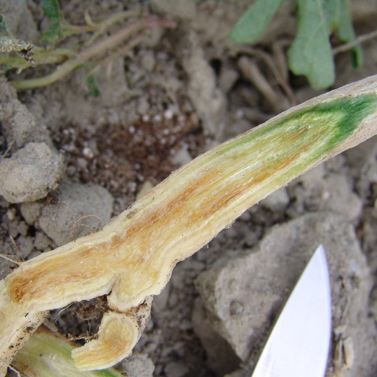 Fusarium Wilt