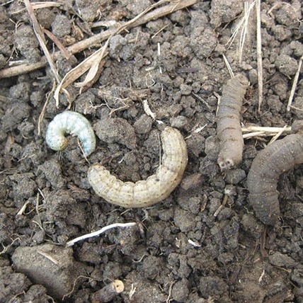 Black cutworm/ Cutworm