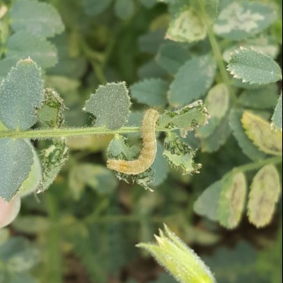 Gram Pod Borer