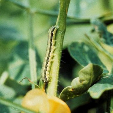 Armyworm