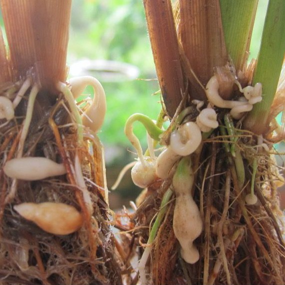 Root Knot Nematode