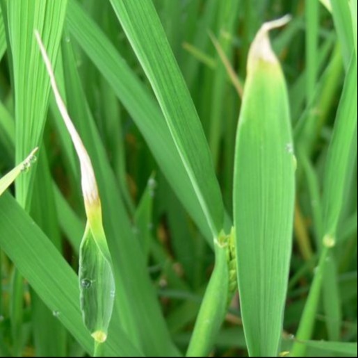 White tip Nematode