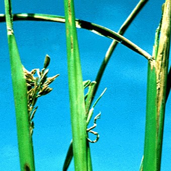 Stem Nematode/ Ufra