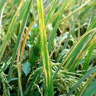 Bacterial Leaf Streak