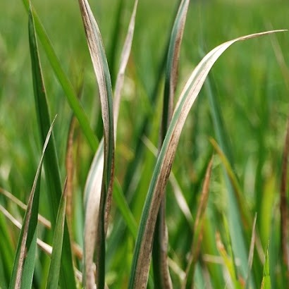 Bacterial Leaf Blight
