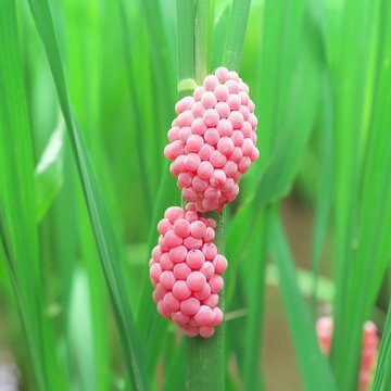Golden Apple Snail