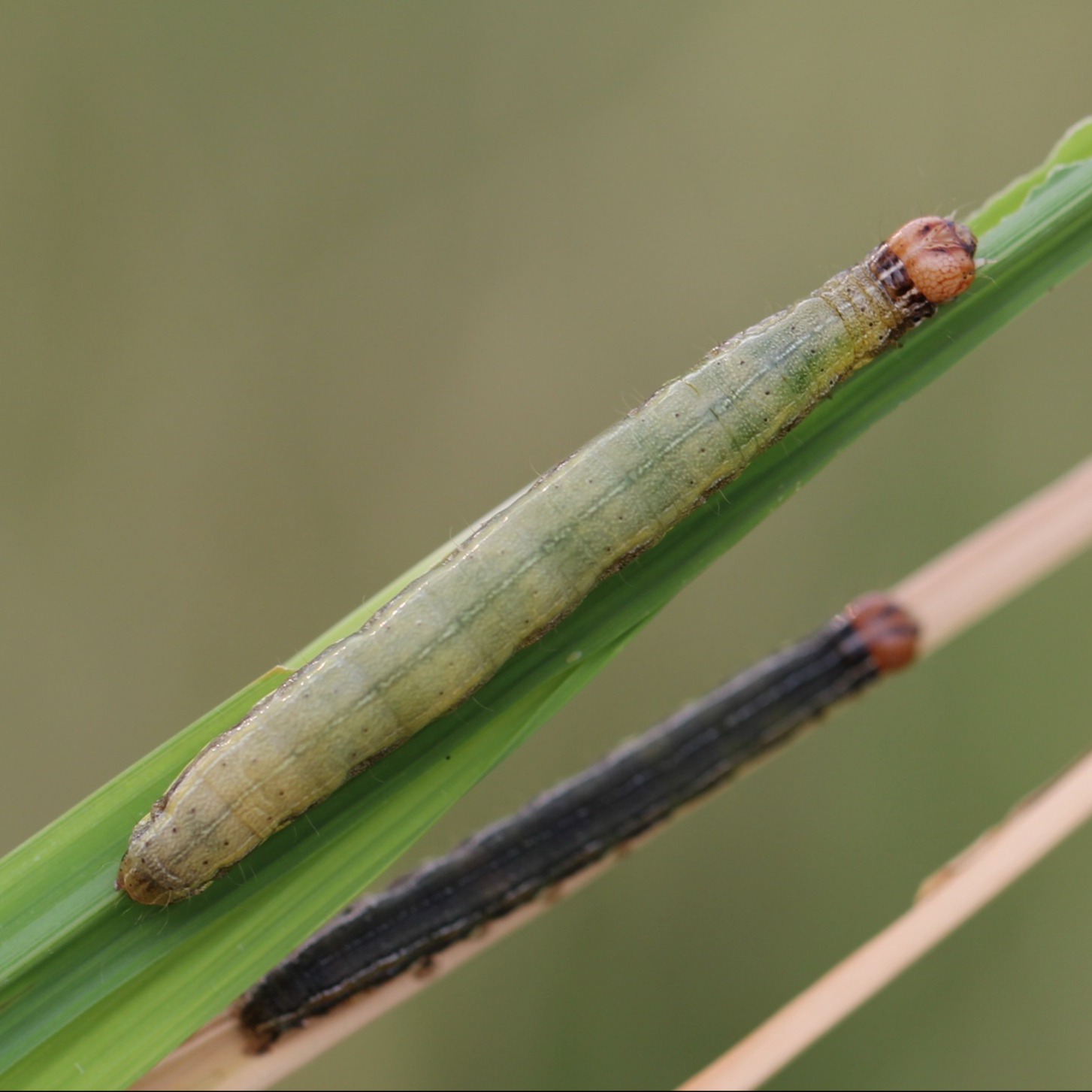 Paddy Armyworm (Rice Grain Nibbling Caterpillar/ Rice Ear Cutting Caterpillar)