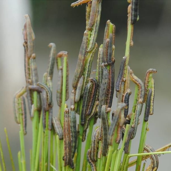 Rice Swarming Caterpillar