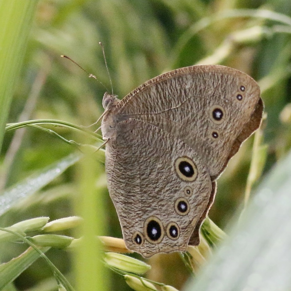 Rice Leaf Butterfly