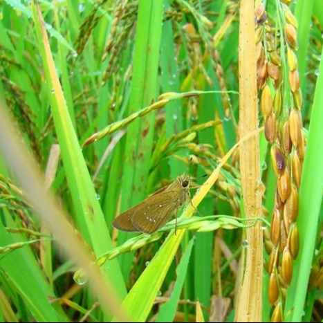 Rice Skipper