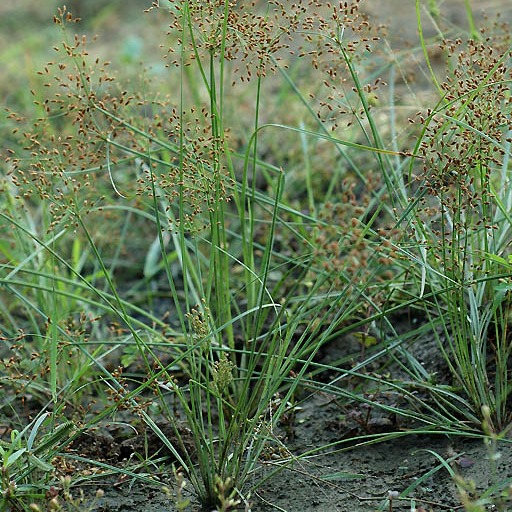 Sedges