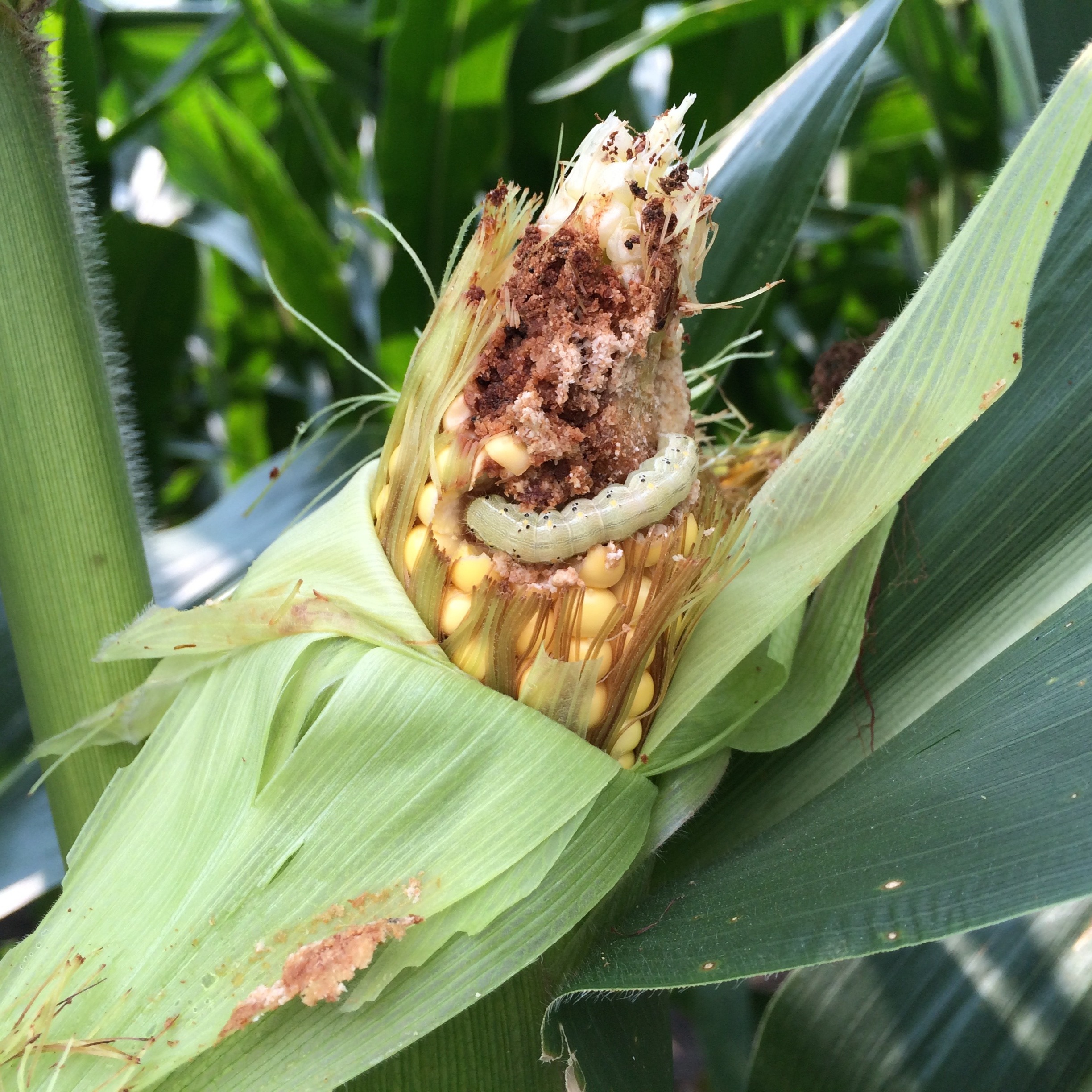 Cotton bollworm, ear worm