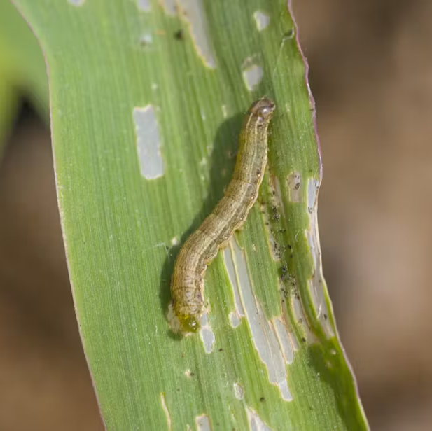 Beet armyworm