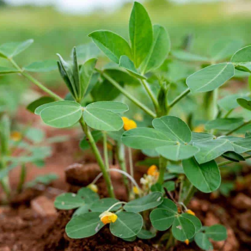 Peanut (Groundnut) Solution