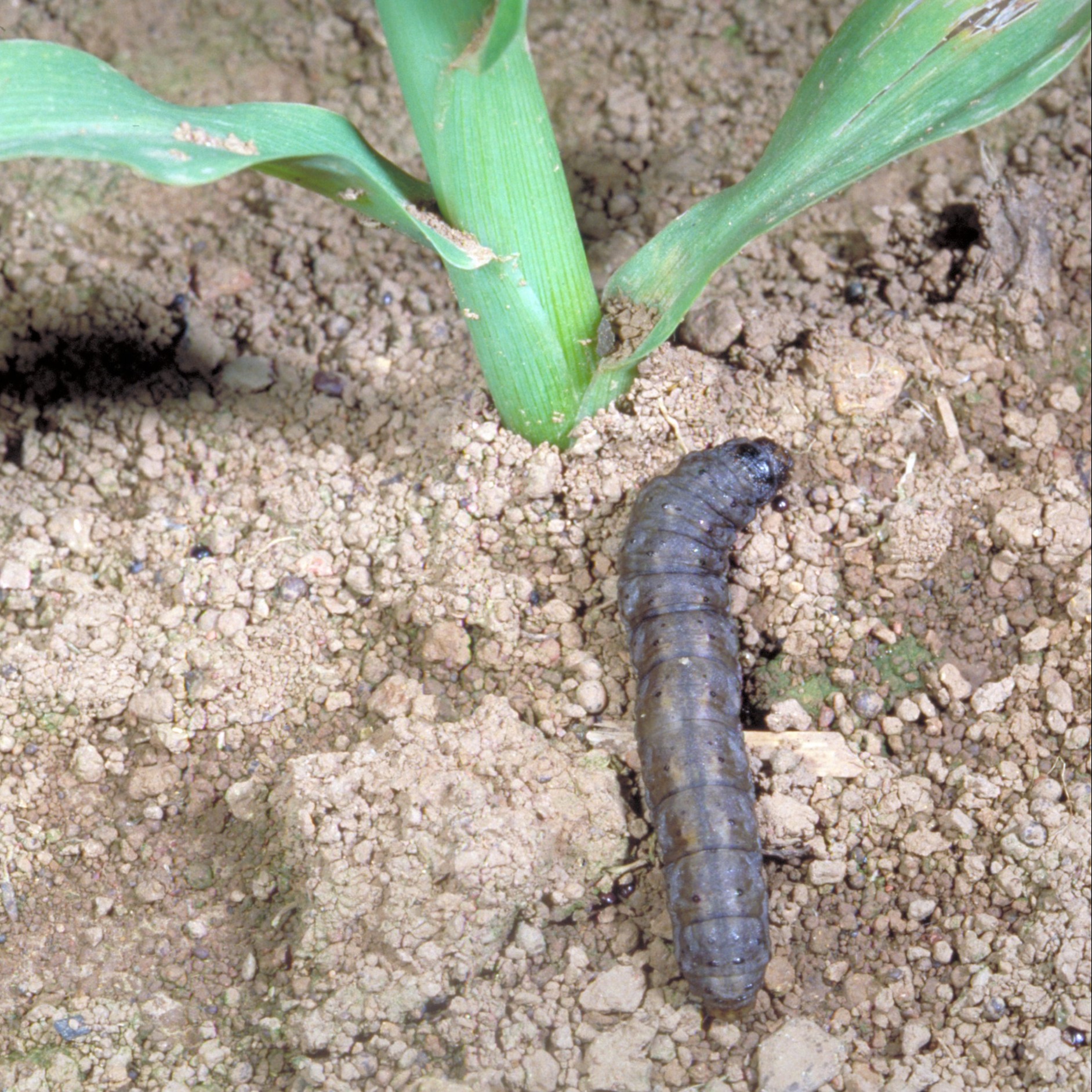 Black cutworm