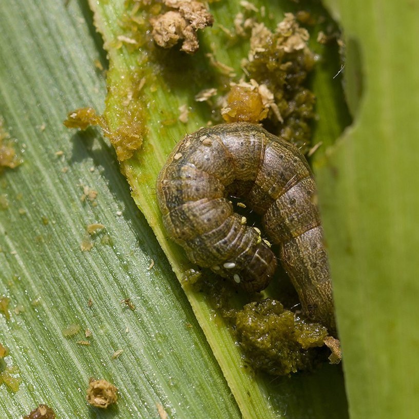 Faw armyworm, Rice ear cutting caterpillar