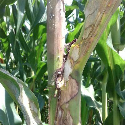 Banded leaf and sheath blight